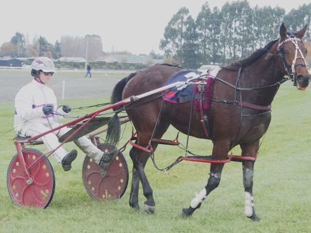 Breeding Snippets | Families Continue to Deliver Across New Zealand