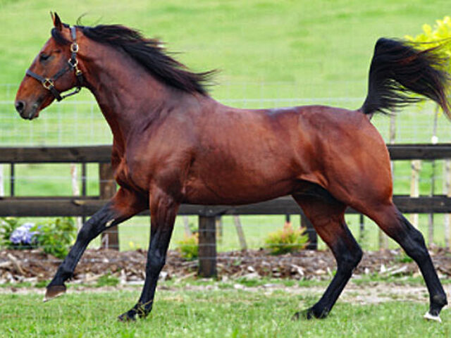 Downbytheseaside - a sire on fire