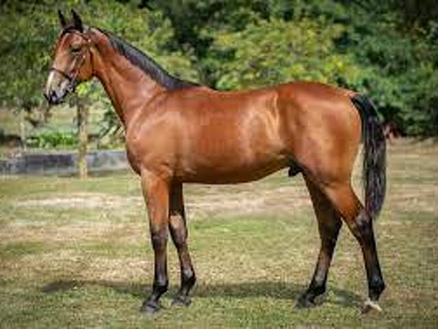 Juneamy Castleton’s broodmare record building for Smith