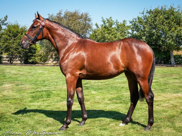 Smart WA mare from fabulous family