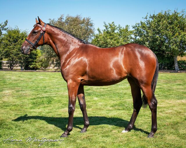 Smart WA mare from fabulous family