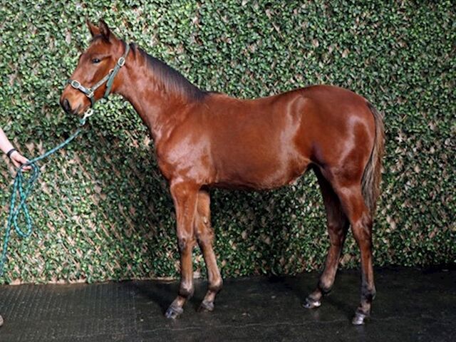 Online return delivers strong result for NZB Standardbred National Weanling Sale
