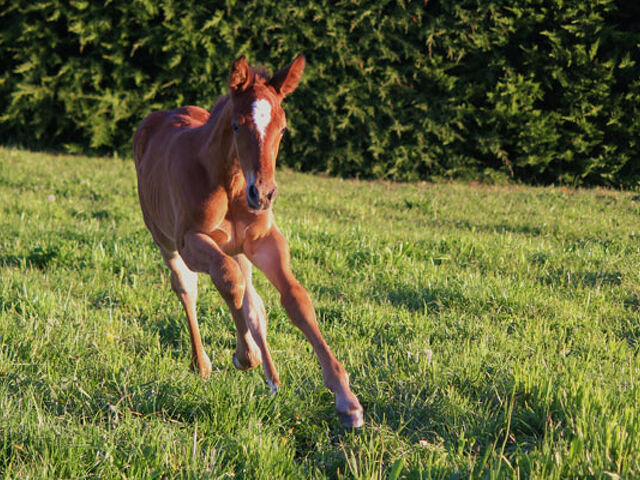 Historic change to horses’ birthdays