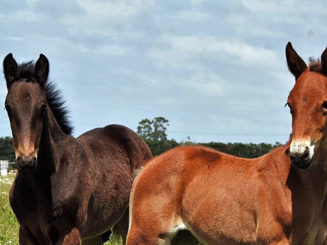 Attention All Breeders: Foal Registration