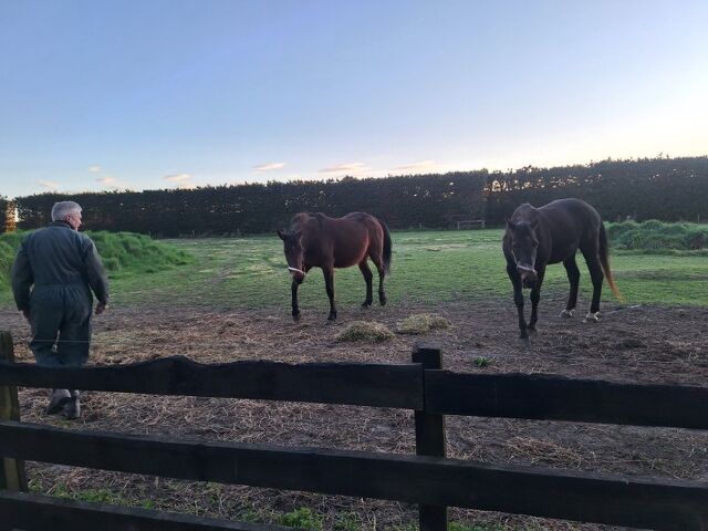 Where Are They Now: With Intent — The Mare Who Continued a Family Legacy