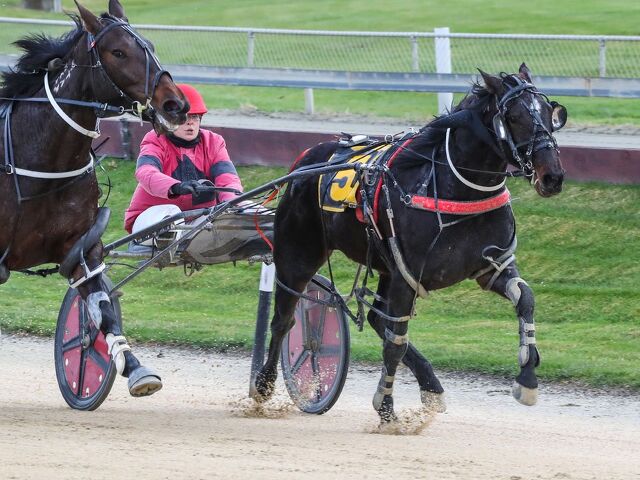 Wins reignite Willis’s passion for breeding