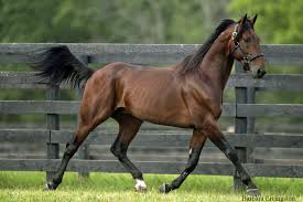 North American Age Group Sire Rankings: A Late-Season Snapshot