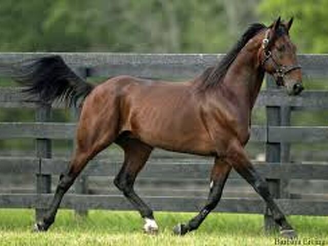 North American Age Group Sire Rankings: A Late-Season Snapshot