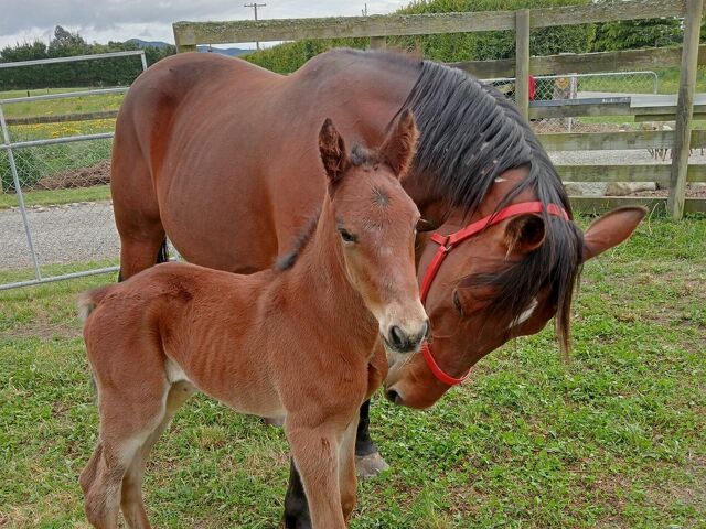Boom youngster Escape Artist traces to pint-sized mare