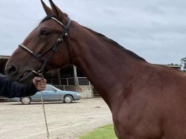Williamson reveals story behind pacing bred trotting yearling