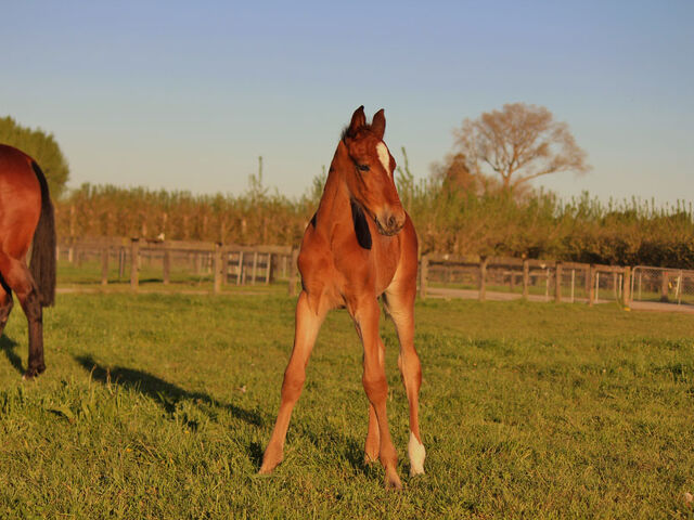 Why a Breeders Organisation?