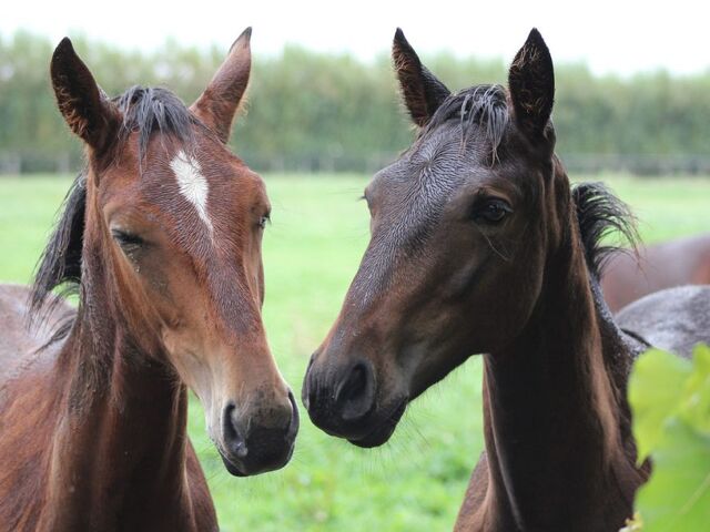 Attention All Breeders: Foal Registration