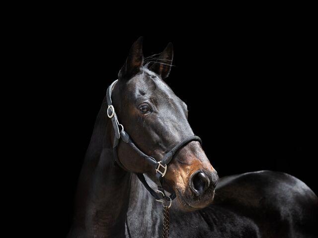 Pacing Broodmare of Excellence 2021