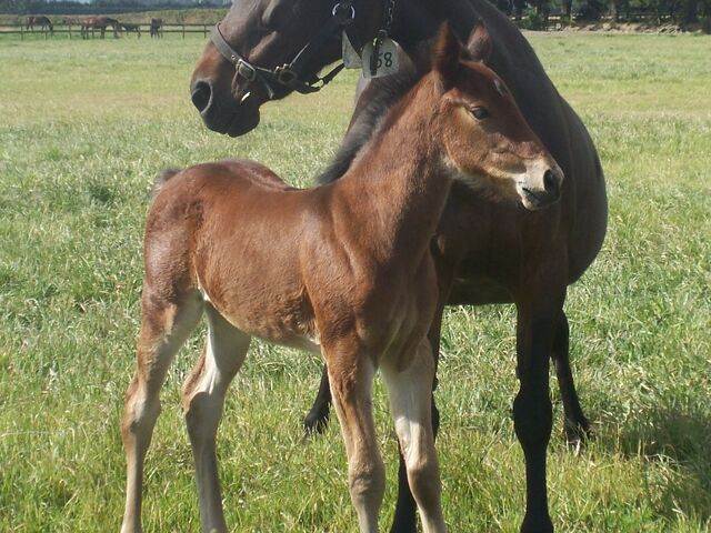 Trotting Broodmare of Excellence 2021