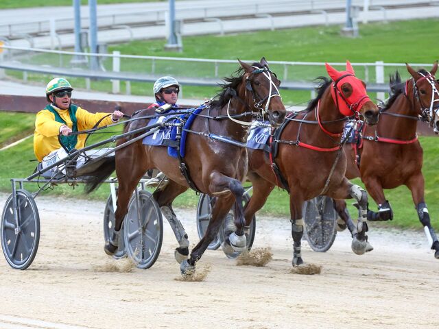 What Has Gone Wrong for New Zealand’s Juvenile Trotters?