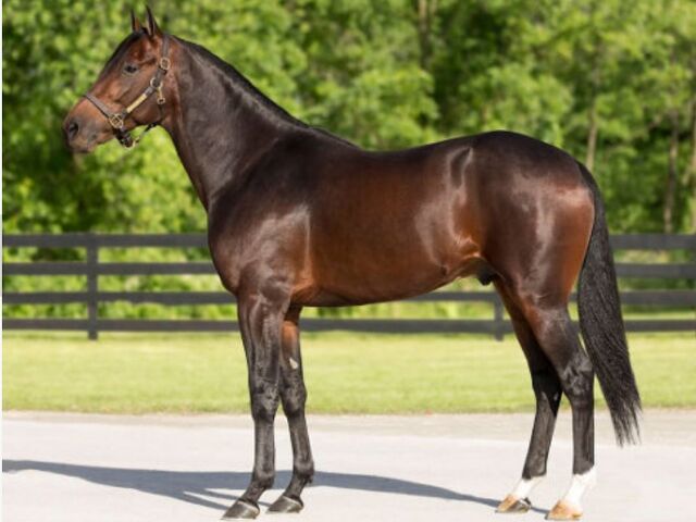 In The NZ Breeding Barn - Stallion News