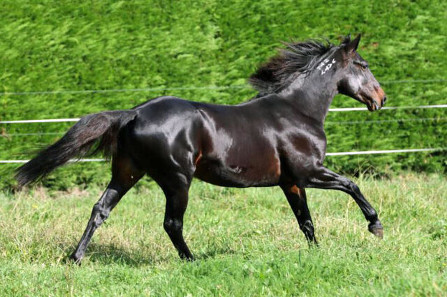 One Man’s Opinion: Colonial Sires Doing a Job… But What If?