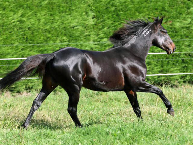 IRD responds to FAQ: determining the cost price of bloodstock