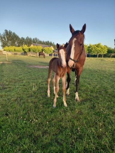 Speedy mare leaves WA Group winner