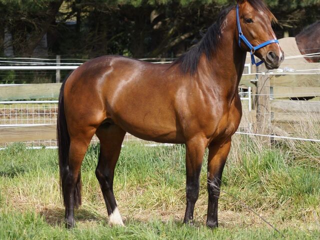 Twilight Rascal doing a job for Chapman