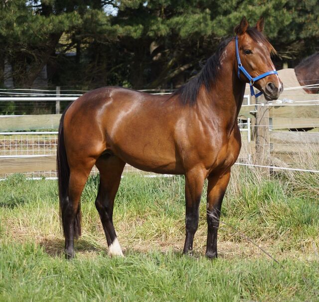 Twilight Rascal doing a job for Chapman