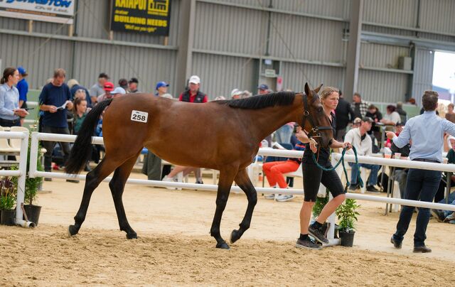 Squaregaiters Surge as 2026 National Yearling Sales Signal Shifting Market Confidence
