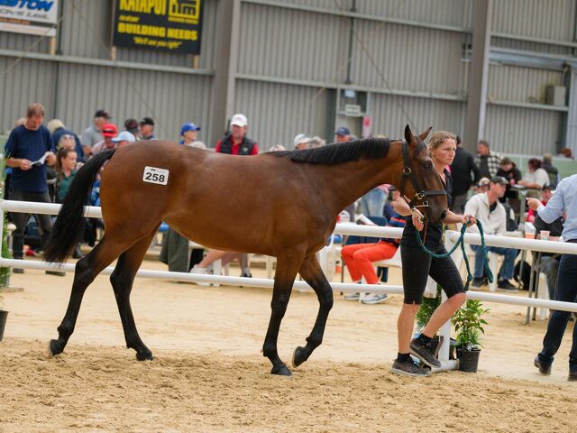 Squaregaiters Surge as 2026 National Yearling Sales Signal Shifting Market Confidence