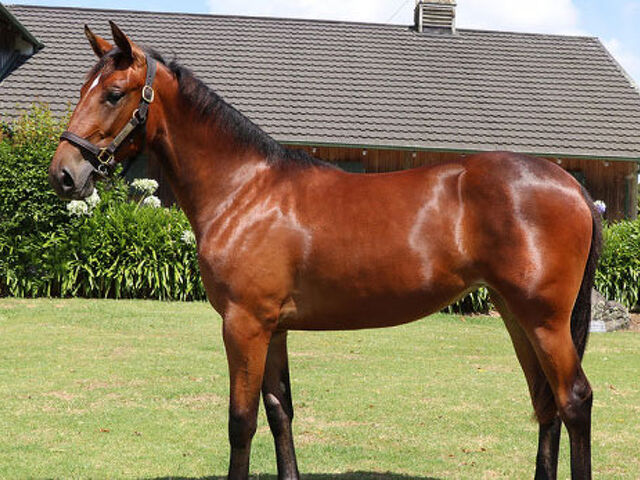 NZB Standardbred North Island Yearling Tour