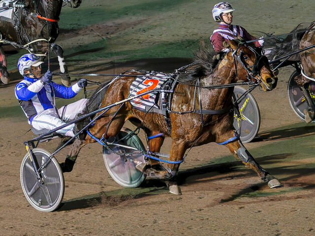 Loyalist is the best horse ever bred by Steve Baucke