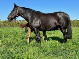Luna Danza and her Tall Dark Stranger filly foal