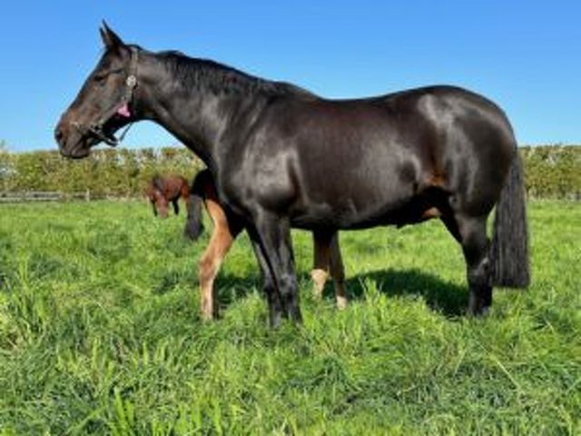 Group double for Dancingonmoonlight Farm in Oz