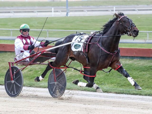 Stallion rosters firming up for breeding season ahead