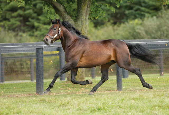 World-Class Genetics Shape the 2025 New Zealand Trotting Rankings