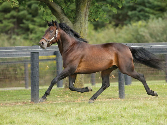 World-Class Genetics Shape the 2025 New Zealand Trotting Rankings