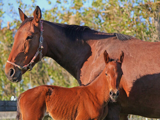 Do you have a mare available for breeding?