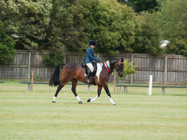 Standardbreds on Show