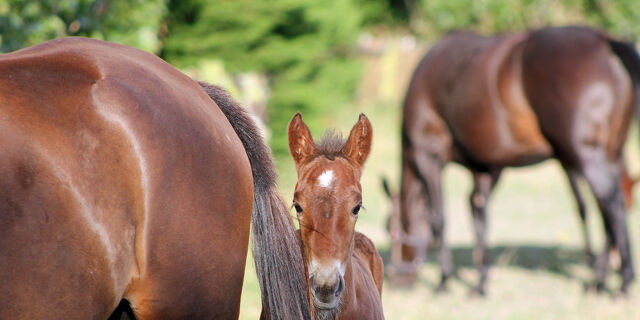 Confidence Returns: New Zealand Records Largest Breeding Increase in 16 Seasons