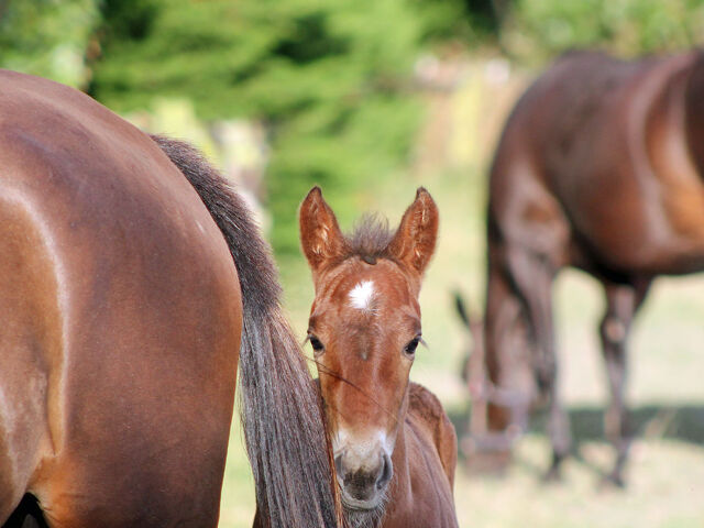 Confidence Returns: New Zealand Records Largest Breeding Increase in 16 Seasons