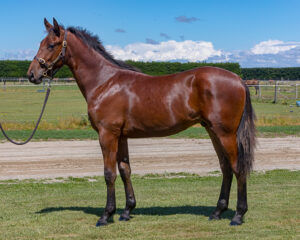 Obadiah Dragon as yearling
