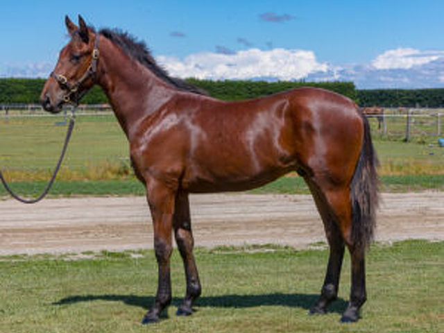 Last foal of gun mare wins at Australian debut