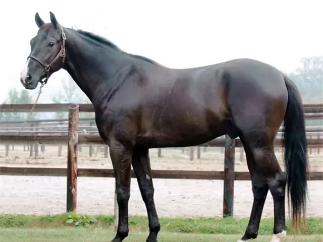 The 2024 Dominion Trot…..Trot Sires making a difference