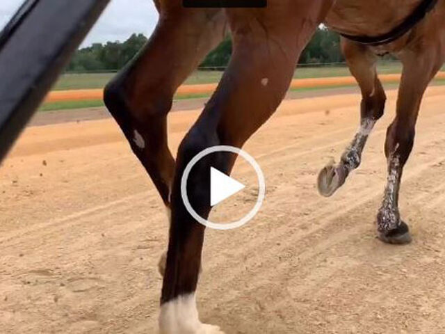 Pace to Trot video, courtesy Erv Miller Stable