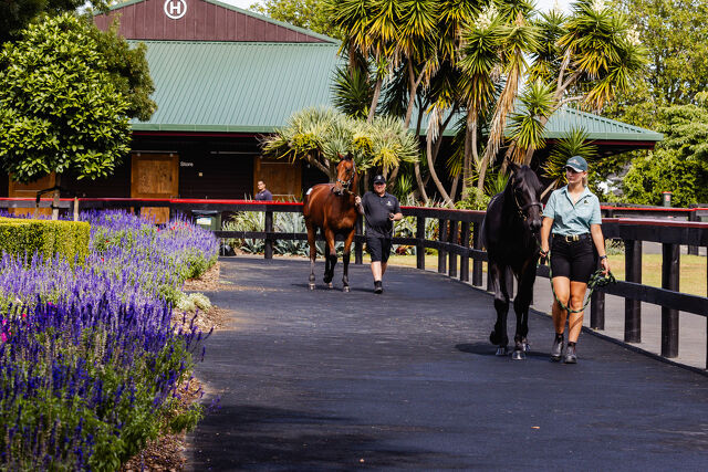High-Priced Yearling Thresholds Confirmed for Standardbreds — What Breeders Need to Know