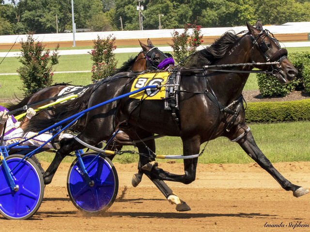 MOC & POC Strike Gold With Imported Mare