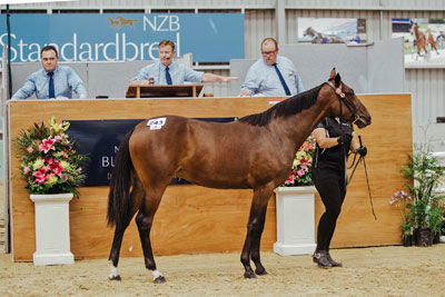 Standout yearlings at Karaka or Christchurch 2025