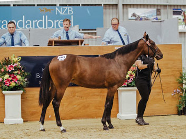 Standout yearlings at Karaka or Christchurch 2025