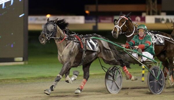 Downey eyes Harness 5000 with sentimental homebred