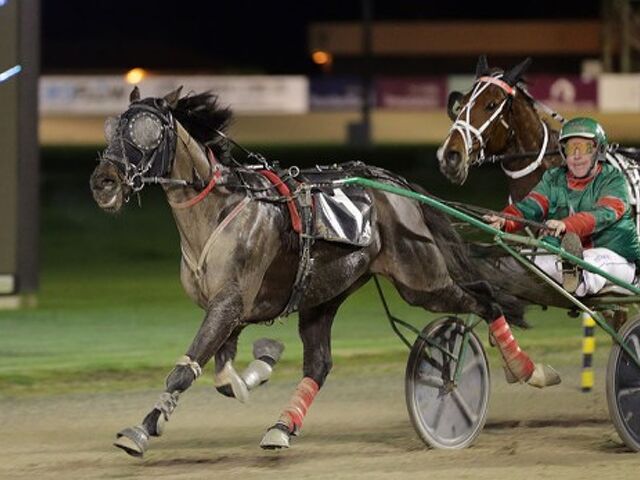 Downey eyes Harness 5000 with sentimental homebred