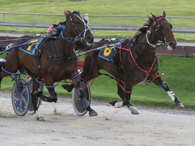 Ivan Court-bred mare sets a NZ record while in foal