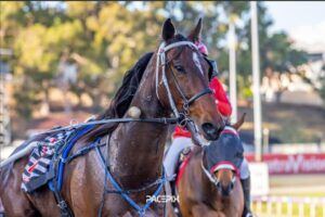 Ventura
(c) Pacepix